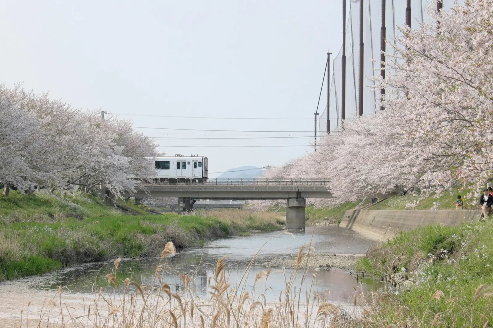 Lokale trein tussen bloeiende kersenbomen langs een rivier in Fukuoka in de lente